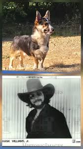 Image result for Cogniauxia