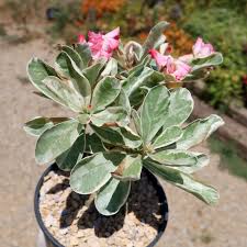 Image result for Adenium