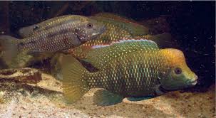 Image result for Xylia africana