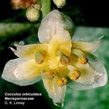 Image result for Menispermaceae