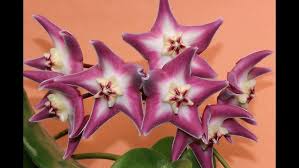 Image result for Polystachya hastata