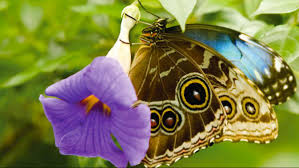 Butterflies And Plants Designers Of Tropical Rain Forest Pharmacology Wisconsinacademy Org