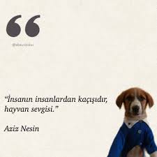Mehmet Akpinar Adli Kullanicinin Resim Panosundaki Pin 2020 Hayvan Resim