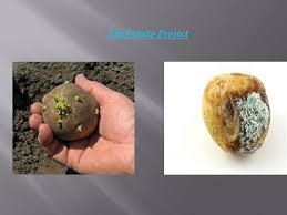 Valitse laajasta valikoimasta samankaltaisia kohtauksia. The Potato Project To Observe And Determine The Growth Of Mold On Potatoes When Adding Different Variables Dog Saliva Cut Into Four Dishwasher Ipad Ppt Download