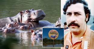 Pablo Escobar's 'cocaine hippos' pose huge threat and 'must be culled'