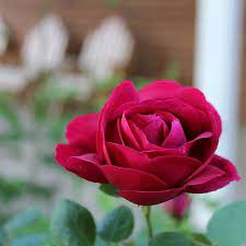 A sweet preserve of rose petals called gulkand is common in the indian subcontinent. General Jacqueminot