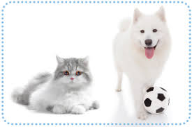Pet shampoo pet shampoo with oatmeal pet shampoo bottle waterless foaming pet shampoo organic pet shampoo quality primacy organic spa ball bubble explosion shampoo pet bath. Dog Grooming Cat Grooming Bubbles Pet Spa
