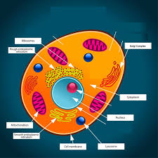 Endoplasmic reticulum function and structure of the cell is found in both plants and animals. Animal Cell Diagram Quizlet