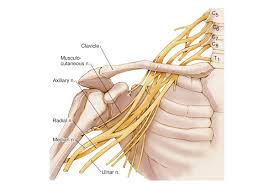 This acts as the bony framework by which the muscles of the chest, upper back and shoulder connect the upper limb to the trunk of the body and control it's movements.the clavicle connects to the sternum via the. Shoulder Nerve Anatomy Anatomy Drawing Diagram
