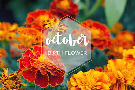 We've partnered with limoges jewelry to bring you personalized birthstone jewelry that you'll love! October Birth Flower Marigold Ftd Com