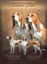 Image result for anglický barvář