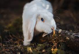 Just like their humans, cats can catch colds and suffer from upper respiratory and sinus infections. Why Is My Rabbit Shaking And Breathing Fast Causes And Solutions