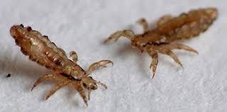 Bed Bug Black Bugs In Hair Not Lice Pin On Head Lice Every Parents Nightmare