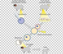 Livestock breeding strategies may well be determined, not by scientific developments, but by public acceptability of the technology. Cloning And Genetic Engineering Dolly Finnish Dorset Sheep Human Cloning Png Clipart Angle Animal Area Biology