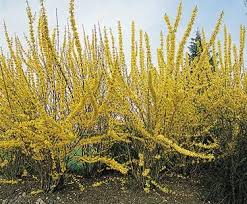 Forsythia Bloom Iq