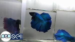 #betta #betta fish #bettablr #bettatank #halfmoon betta #plakat #plakat betta #dumbo betta #betta tank #my fish #ma boi is a bloody model #look at mah boi #ma san #pineapple betta #mr wiggles. Halfmoon And Plakat Bettas For Sale Coimbatore Free Classifieds