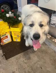 My Bryson waiting for a treat