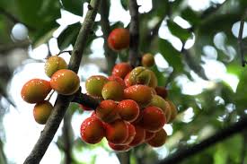 Image result for Cnestis