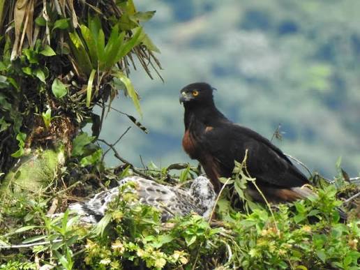 🦅 Hoy comienza una historia que nunca antes había podido contarse desde el cielo. ✓ Un águila andina adulta (Spizaetus isidori) acaba de convertirse en la primera de su especie marcada con