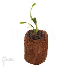 Image result for Polystachya fallax