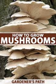 You should make sure to place the mushrooms in a cool environment because this is what they love. How To Grow Mushrooms At Home Gardener S Path