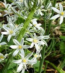 Image result for Ornithogalum seineri