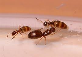 Image result for Nesaea pygmaea