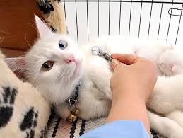 We did not find results for: Animal Shelters Rescues For Pet Adoption Petfinder