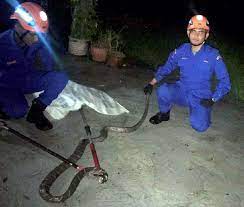 We did not find results for: Ular Tedung Melingkar Bawah Kereta