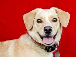 HAIL MARY FOR YOUNG SGT. JOHNSON- NEEDS HIS PERSON TO COME BY EOD TODAY