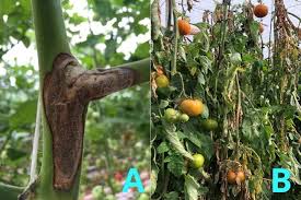 Image result for Botrytis cinerea