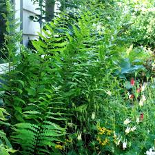 Image result for Dryopteris