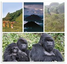 Image result for Mimulopsis excellens