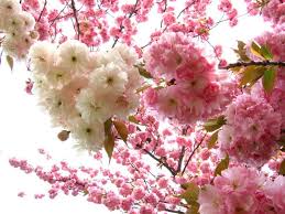 Cherry blossom is such a welcome addition to the spring garden. I Would Love To Have A Cherry Blossom Tree Flowers Blossom Flower Peach Flowers