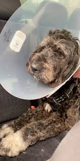 538 12th st imperial beach, ca 91932. Imperial Beach Pet Hospital 27 Photos 76 Reviews Veterinarians 538 12th St Imperial Beach Ca Phone Number