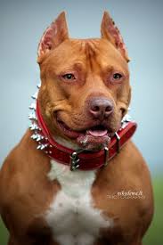 Pin On Dogs