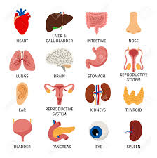 Image result for internal organs