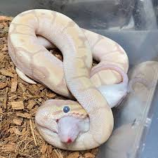 The Science Behind Why Spider Ball Pythons Wobble, What's Really Going On?  — Reptiles and Research