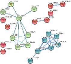 The hippocampus is what we call the hippo. Genetic Variations Influence Brain Changes In Patients With Attention Deficit Hyperactivity Disorder Translational Psychiatry