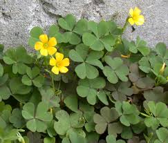 Image result for Oxalis oligotricha