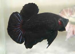Live betta fish galaxy black red blue nemo hm premium grade thailand. Betta Fish Colors The Fish Doctor