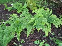 Image result for Polystichum sinense