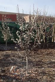 We did not find results for: Xtremehorticulture Of The Desert Use Limb Spreaders On Fruit Trees Now To Increase Production