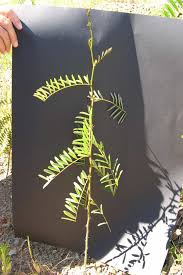 Image result for Tephrosia noctiflora