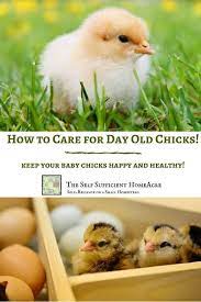 How To Care For Day Old Chicks - The Self Sufficient Homeacre