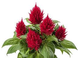 Image result for Celosia nervosa