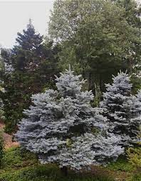 5 Favorites Silvery Conifers Gardenista Dwarf Trees Conifers Garden Conifers