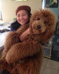 Find the perfect goldendoodle puppy at puppyfind.com. Doodle Dandy Doodles