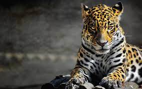 Cool Jaguar Wallpaper 1920x1200 16557