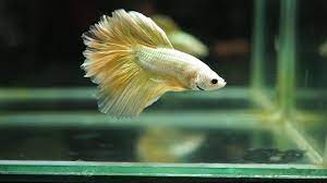 Black racing inspired dial with arabic numbers. Live Betta Fish Male Yellow Gold Rose Tail Halfmoon Hm 1496 Youtube